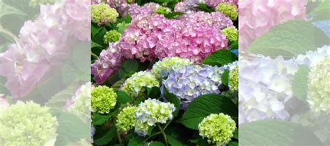 Гортензия крупнолистная купить в Санкт-Петербурге | Товары для дома и ...