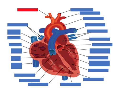 The Cardiovascular System Flashcards Quizlet