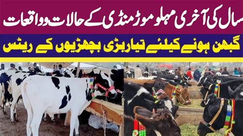 Cow Babies Fresh Rates Update Malumor Mandi Jhang 2023 Cow Mandi