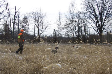 Rend Lake Controlled Pheasant Hunting Whittington Il