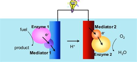 Enzyme In Cell Diagram