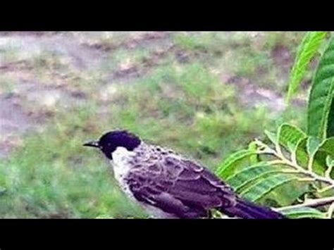 Mikat Burung Kutilang Di Kebun Seruuuu YouTube