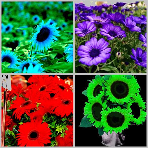 Sunflower Seeds (blue red green purple) - Easy Sourcing on Made-in ...