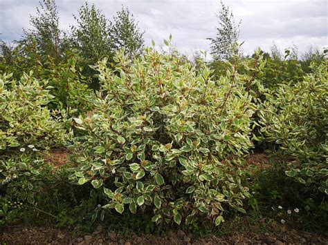 Дерен белый "Элегантиссима" 🌿 по низкой цене купить саженцы в питомнике ...