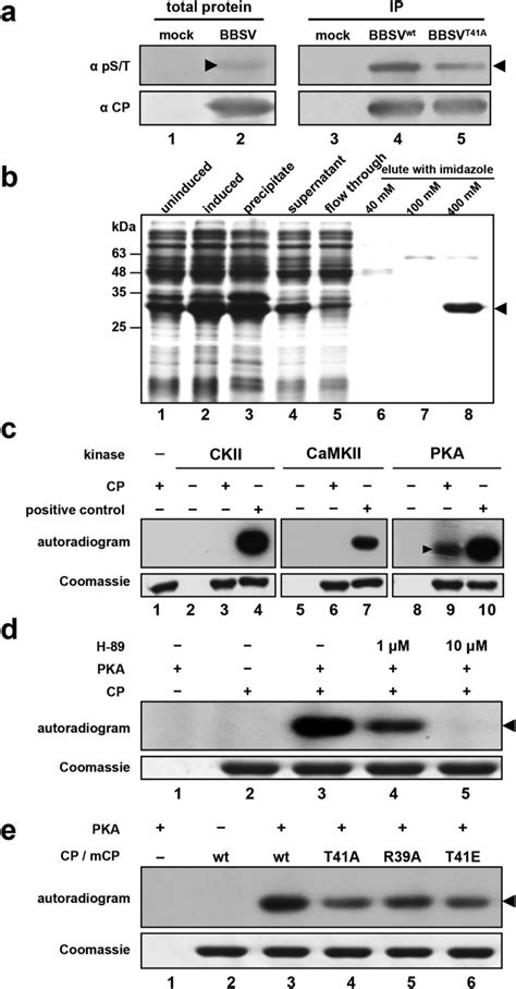 Phosphorylation Of Bbsv Cp By Pka In Vivo And In Vitro A Detection