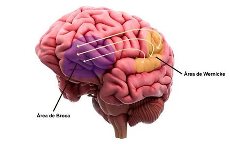 Broca Wernicke Rea De Wernicke Rea De Broca Neurosciencia