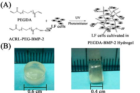 The Scheme Of Lf Cells Cultivated In Photo Responsive Hydrogel A And