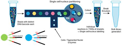 How Ncbi Geo Sra Store 10x Genomics Scrna Seq Data And How To Load Them Into Scidap Medium