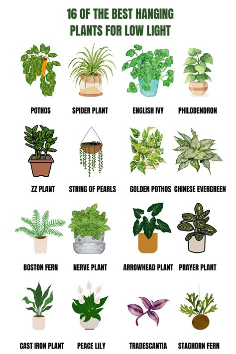 Greening upwards creative hanging plant displays – Artofit