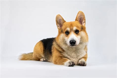 corgi color 3