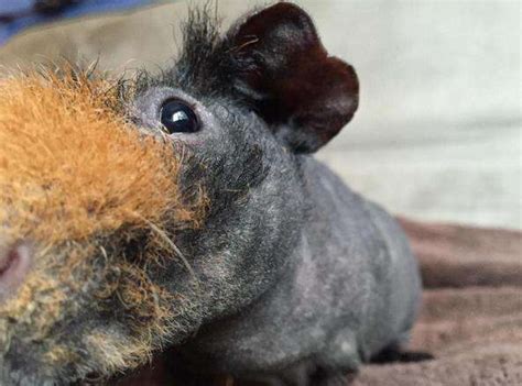 Naked Guinea Pig Has The Most Perfect Beard Ever The Dodo