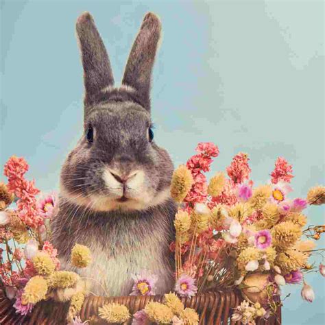 animals  long ears  animals  ears  rabbits