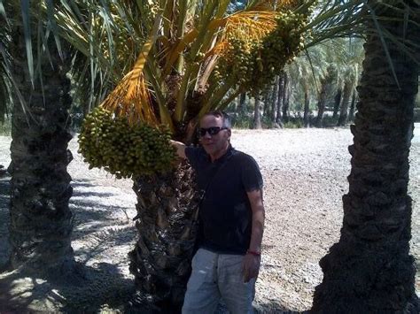 Так выглядят отборные финики на культивированной и ухоженной пальме ...