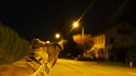 Free stock photo of dog, lights, night