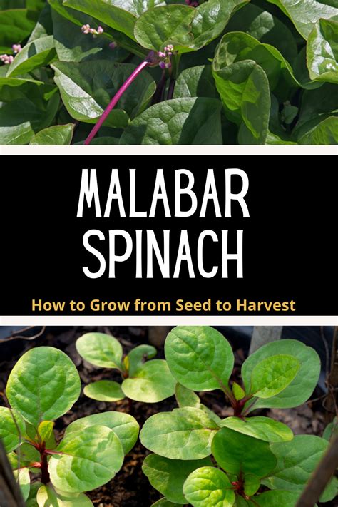 Malabar Spinach How To Grow From Seed To Harvest Lettuce Grow Something