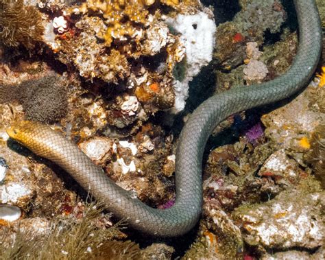 Le Serpent De Mer Olive Aipysurus Laevis Reptiles Marins Vie Marine