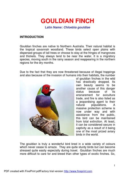 Gouldian Finch | PDF | Birds | Paravians