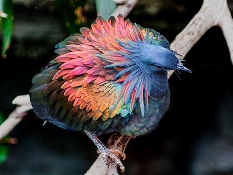 Nicobar Pigeon Hd Wallpapers 75400 Baltana