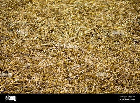 Straw Bed Hi Res Stock Photography And Images Alamy