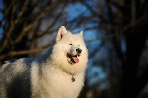 Samoyed Dog Images Browse 37420 Stock Photos Vectors And Video