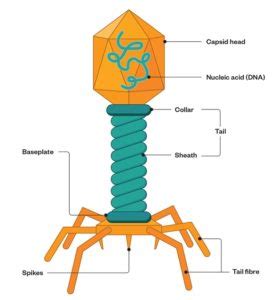 Bacteriophages Morphology And Uses Online Science Notes