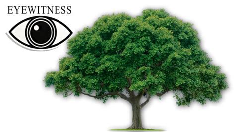 Tree Dorling Kindersley Vision Wiki Fandom