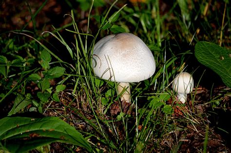 Шампиньоны :: Татьяна Лютаева – Социальная сеть ФотоКто