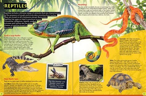 Wonders Of Learning Discover Reptiles Blue Duck Books