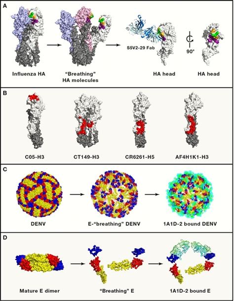 《细胞》特邀中科院科学家撰写流感通用疫苗研发评述文章 中国科学院