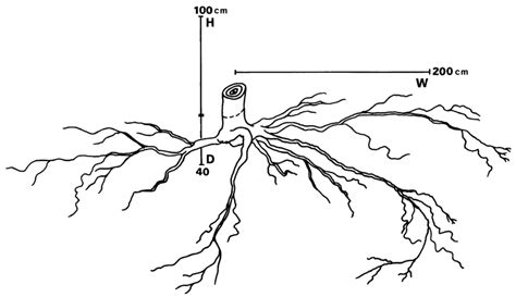 An Example Of Morphological Traits Of The Root System Of A 3 Year Old