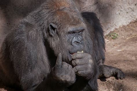 Best Gorilla Finger Stock Photos Pictures And Royalty Free Images Istock
