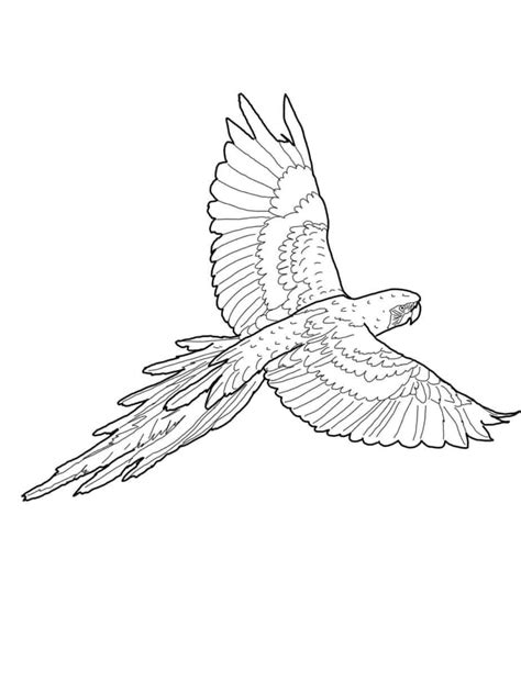 Desenhos Para Imprimir E Colorir De Araras