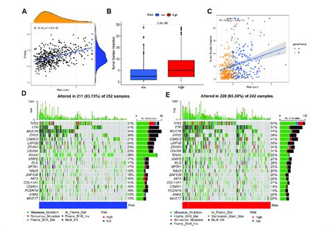 Cancer Stemness And Mutation Analysis A Association Of The