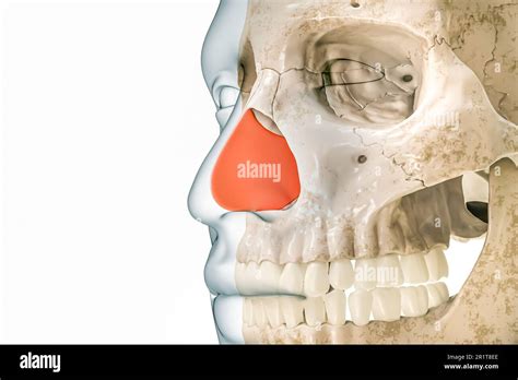 Septal Cartilage Or Septum In Red With Body Contours 3d Rendering