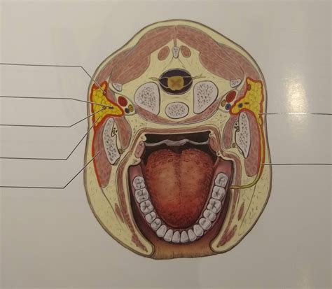 Parotid Space Diagram Quizlet