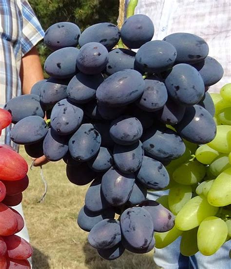 krasa balok sklep winnica kazimierzowka