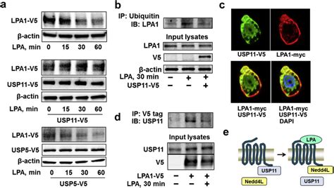 Usp11 Deubiquitinates And Stabilizes Lpa1 A Mle12 Cells Were