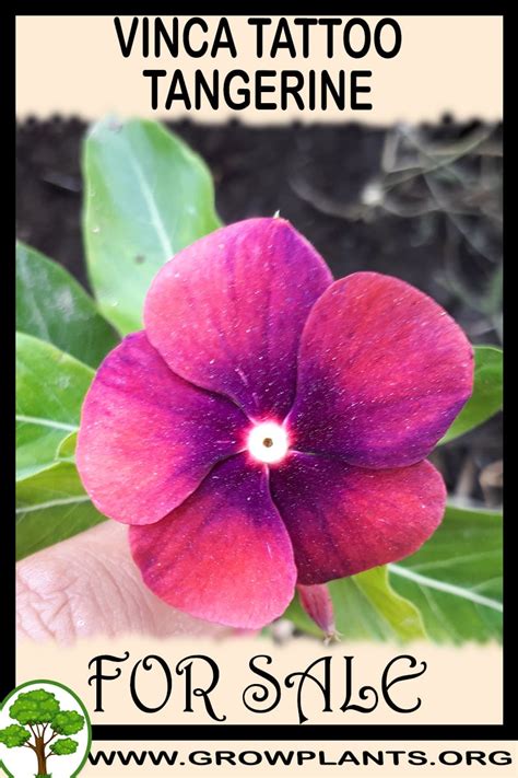 Vinca Tattoo Tangerine For Sale Grow Plants Gardening All Need To