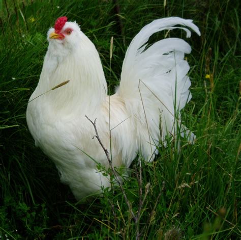 Ameraucana Chickens and Easter Egg Chickens - PetHelpful