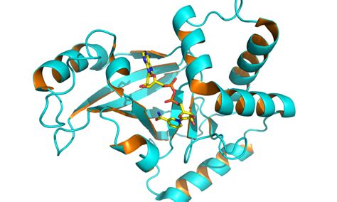 How exoenzymes changed the fate of organic matter - The Tribune