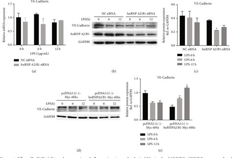 Figure 5 From HnRNPA2 B1 Ameliorates LPS Induced Endothelial Injury