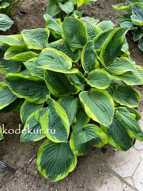 Хоста Abiqua Moonbeam - Коллекция Декоративных Культур