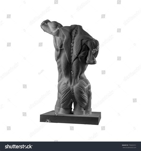 Plaster Statue Naked Man Torso Anatomical Stock Photo 776826721 Shutterstock