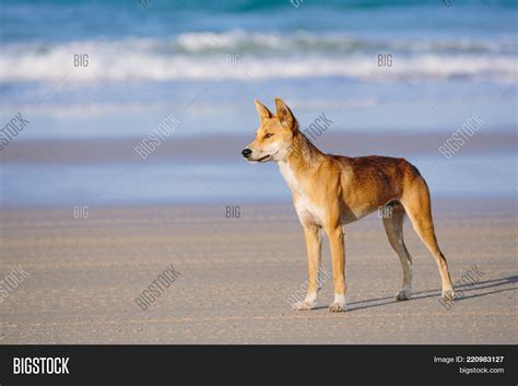 Dingo On Beach Great Image And Photo Free Trial Bigstock