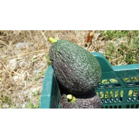 Comprar Aguacates Online Hass Tienda De Fruta