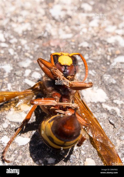 Hornet sting hi-res stock photography and images - Alamy