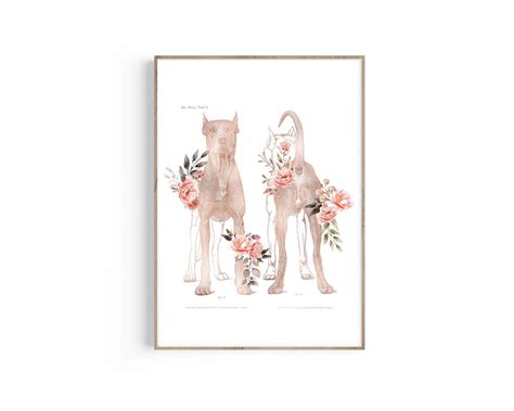 Dog Anatomy Print, Canine Muscles Anatomy, Dog Anatomical Art, Veterinarian Gift, Vet Office ...