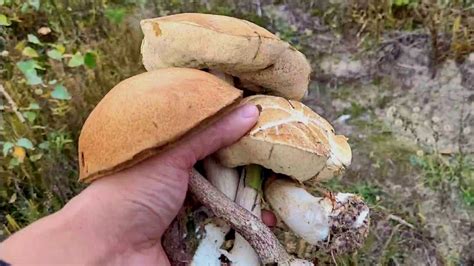 Грибов много! Лучшие моменты💯 - YouTube