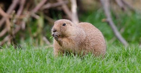 What Gopher Eat: What’s Gopher’s Favorite Grass?