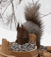 Squirrel Eating Nuts S Tenor